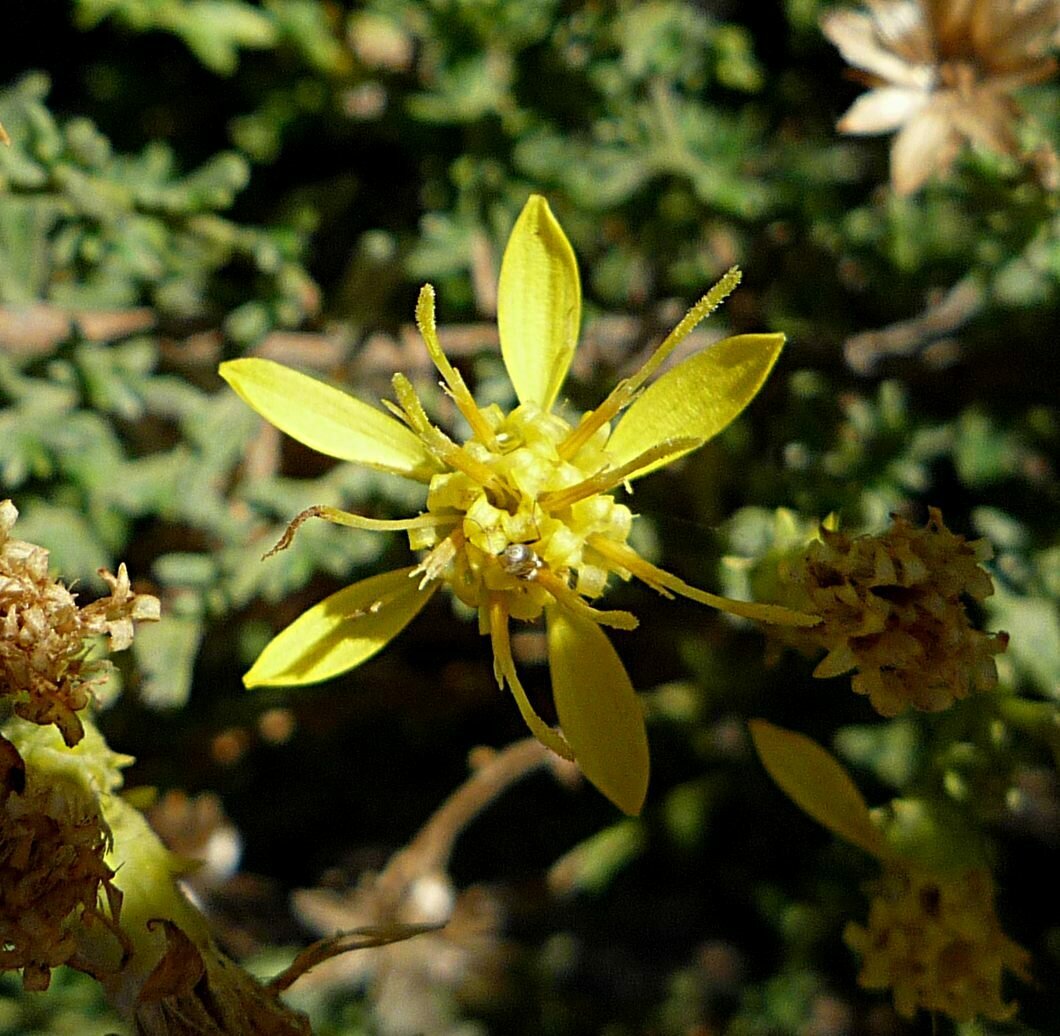 High Resolution Ericameria ericoides Flower